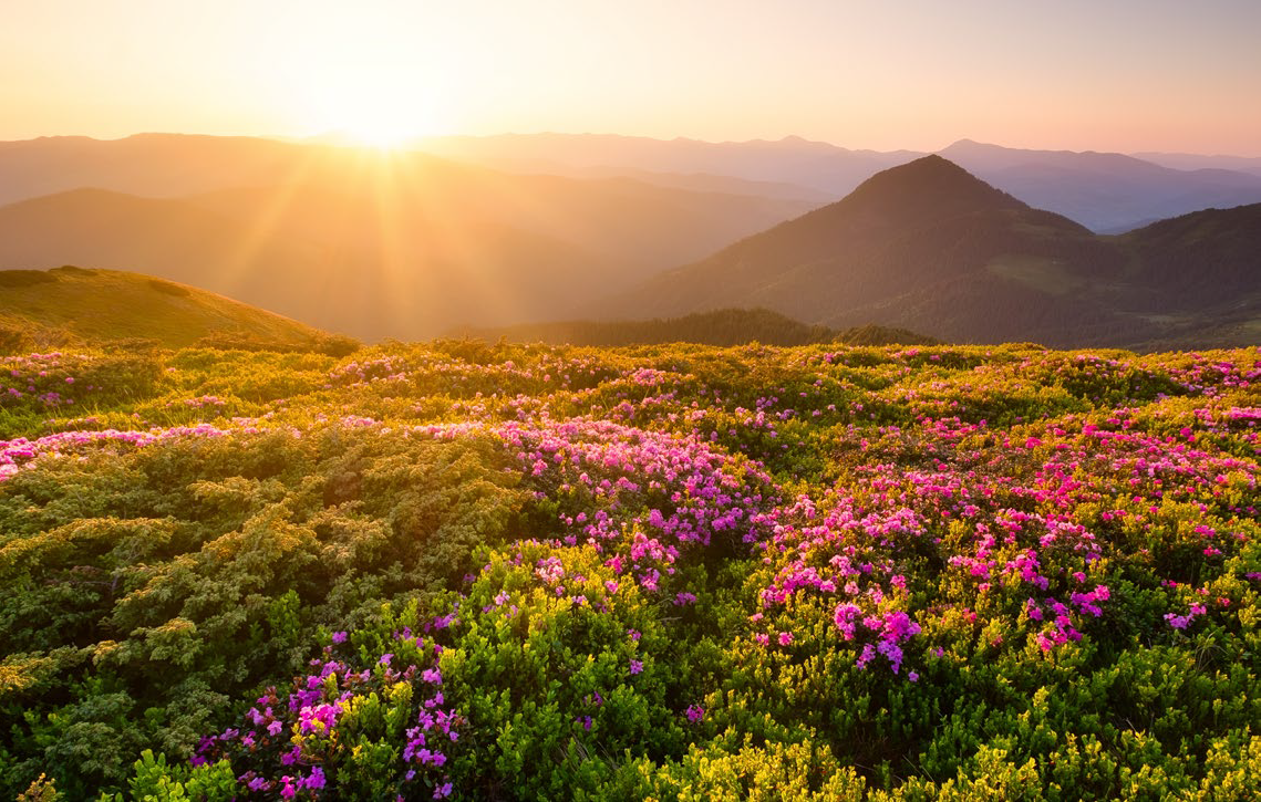 The Philosophy of Nature in Telugu Literature: A Deep Connection with the Environment